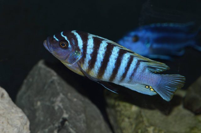 Metriaclima fainzilberi