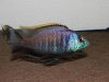 Placidochromis sp. ‚blue otter‘