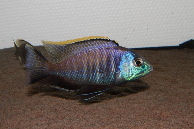 Placidochromis sp. &#8218;blue otter&#8216;