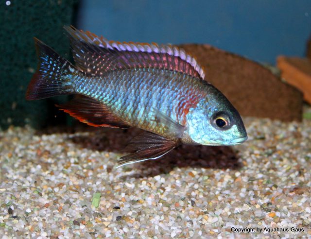 Lethrinops sp. &#8218;mbasi&#8216;
