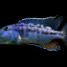 Tyrannochromis macrostoma