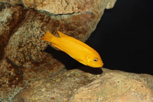 Metriaclima sp. 'msobo' Magunga (samice)