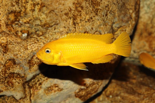 Metriaclima sp. 'msobo' Magunga (samice)