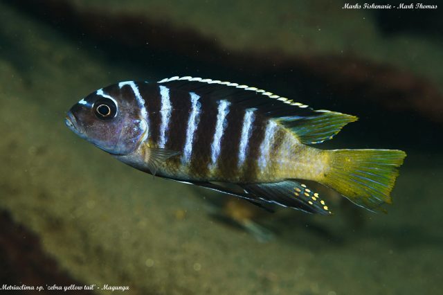 Metriaclima sp. &#8218;zebra&#8216;