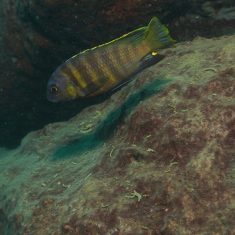 Tropheops tropheops