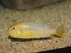 Tropheops macrophthalmus Makonde (samice)