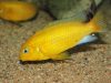 Tropheops macrophthalmus Makonde (samec)