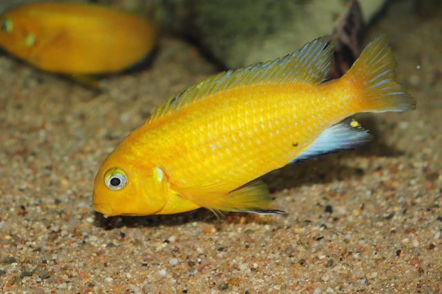 Tropheops macrophthalmus Makonde (samec)