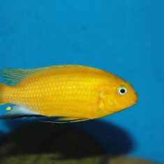 Tropheops macrophthalmus