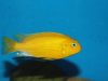 Tropheops macrophthalmus