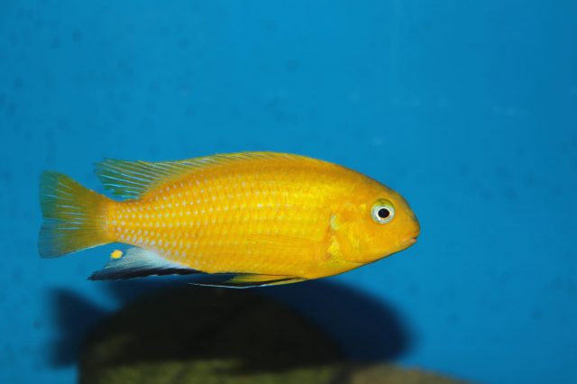 Tropheops macrophthalmus