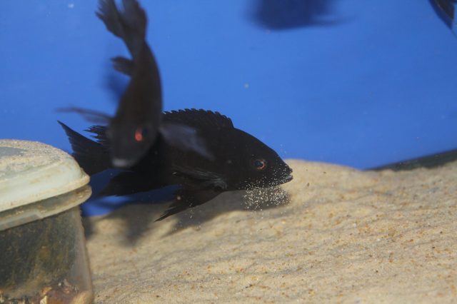 Copadichromis melas Mara Point (samec)