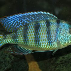 Mylochromis ericotaenia