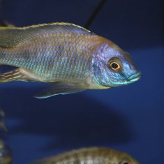 Otopharynx sp. ‚auromarginatus‘