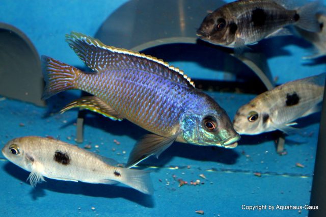 Otopharynx sp. 'auromarginatus margrette' (samec a samice)