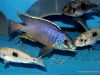Otopharynx sp. 'auromarginatus margrette' (samec a samice)
