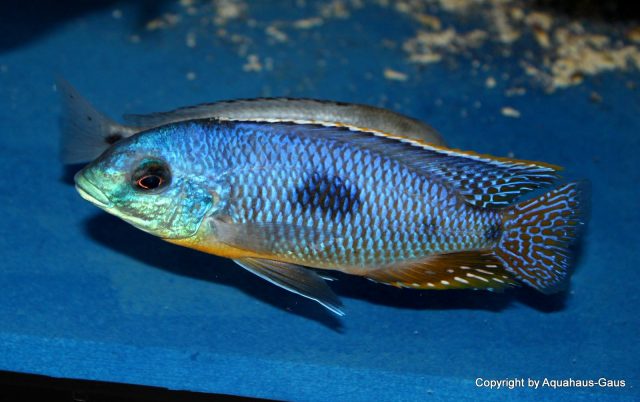 Otopharynx sp. 'auromarginatus margrette' (samec)
