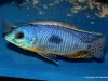Otopharynx sp. 'auromarginatus margrette' (samec)