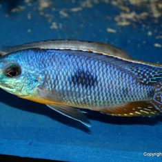 Otopharynx sp. ‚auromarginatus‘