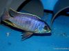Otopharynx sp. 'auromarginatus margrette' (samec)