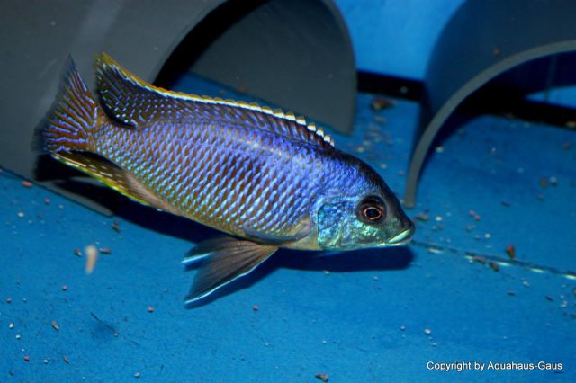 Otopharynx sp. 'auromarginatus margrette' (samec)
