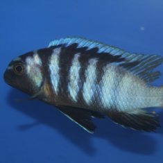 Tropheops microstoma