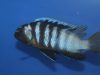 Tropheops microstoma