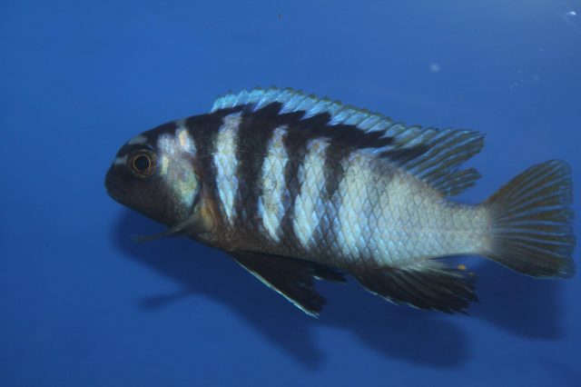 Tropheops microstoma