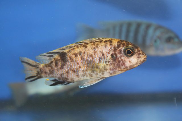 Tropheops microstoma Masasa Reef (samice OB)