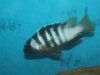 Tropheops microstoma Masasa Reef (samec)