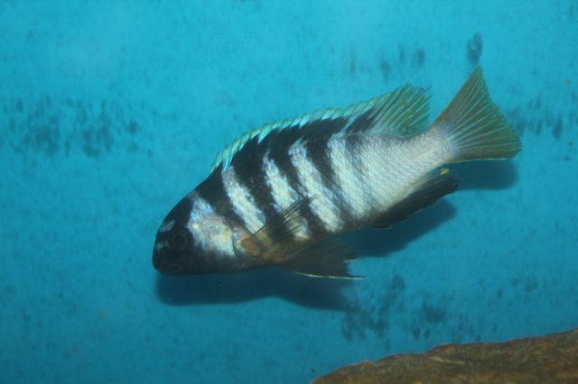 Tropheops microstoma Masasa Reef (samec)