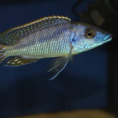 Mylochromis sp. ‚lateristriga‘