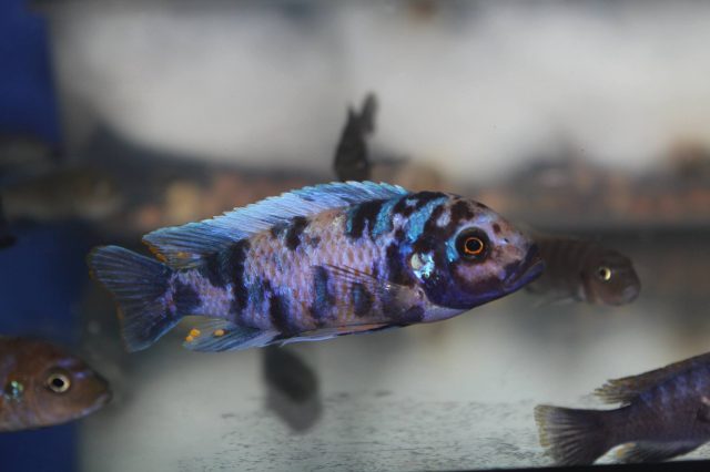Metriaclima zebra Masinje (MC samec)