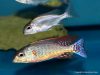 Lethrinops marginatus Matema (samec a samice)