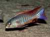 Lethrinops marginatus
