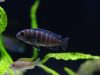 Tropheops sp. 'elongatus mbako' (samice)
