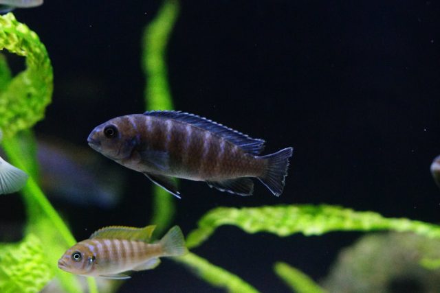 Tropheops sp. 'elongatus mbako' (samice)