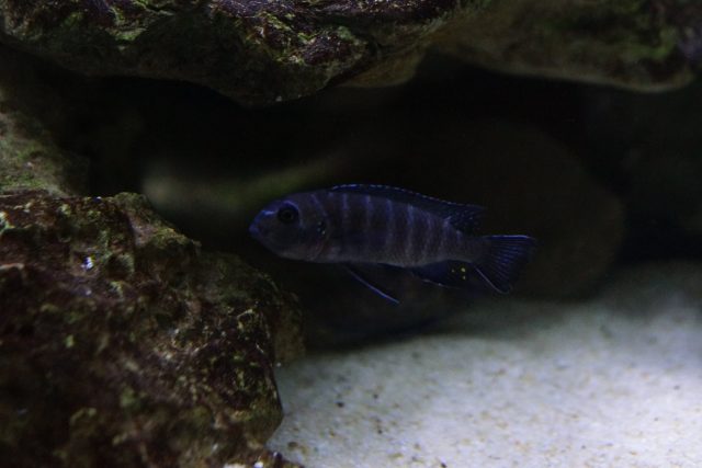 Tropheops sp. 'elongatus mbako' (samice)