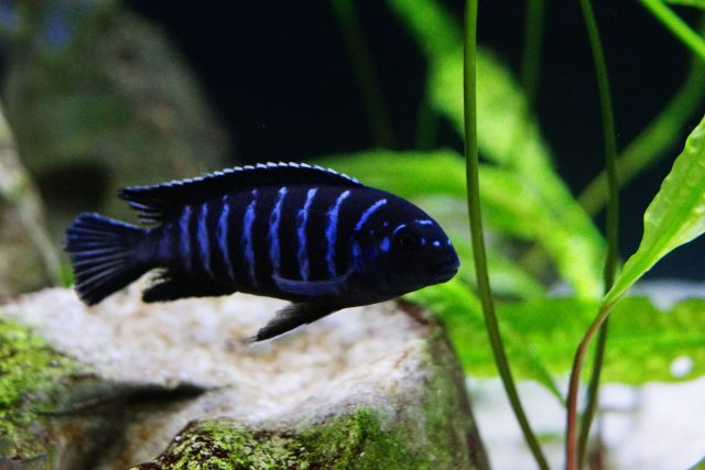 Tropheops sp. 'elongatus mbako' (samec)