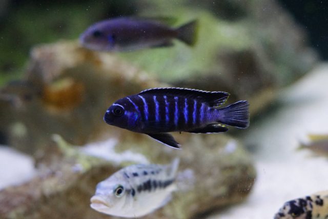 Tropheops sp. 'elongatus mbako' (samec)