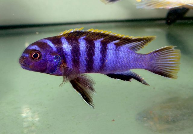 Labidochromis sp. 'mbamba' (samec)