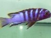 Labidochromis sp. ‚mbamba‘