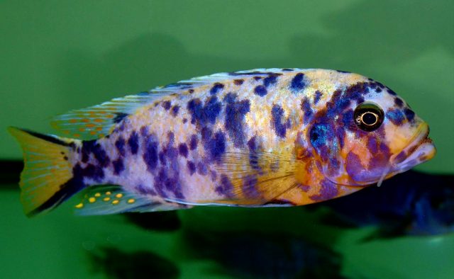 Metriaclima fainzilberi Kirondo (MC samec)