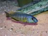 Stigmatochromis sp. 'pleurospilus mdoka' (samec)