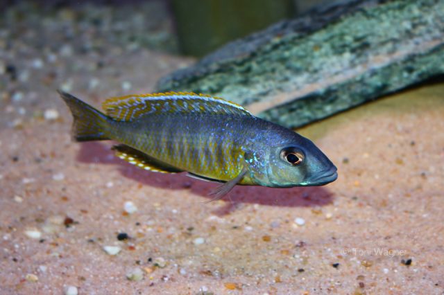 Stigmatochromis sp. 'pleurospilus mdoka' (samec)