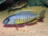 Stigmatochromis sp. ‚pleurospilus‘