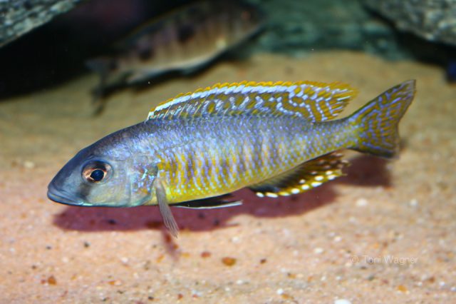 Stigmatochromis sp. &#8218;pleurospilus&#8216;