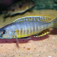 Stigmatochromis sp. ‚pleurospilus‘