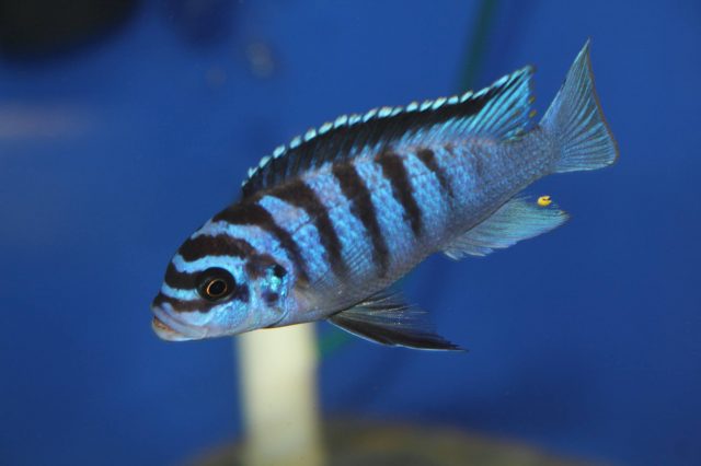 Metriaclima fainzilberi Mdoka Reef (samec)
