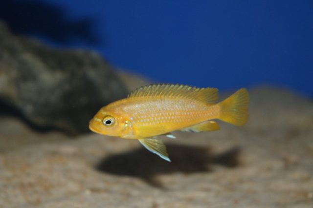 Metriaclima koningsi Membe Point (samice)
